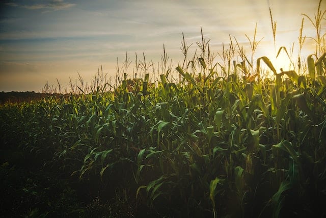 Agricultural and Nutritional Reform Policy