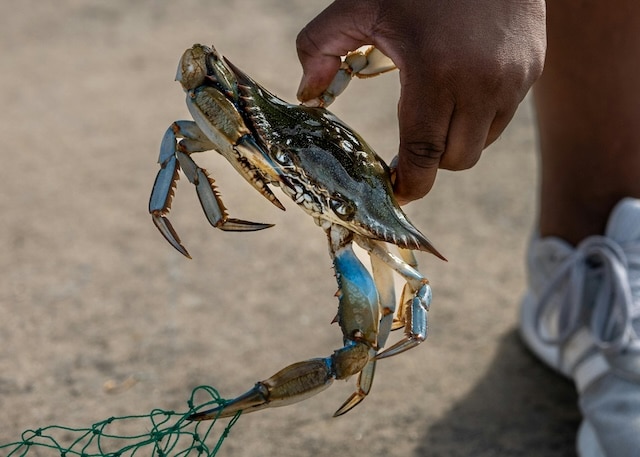 blue crabs are one of the best sources of zinc in different foods