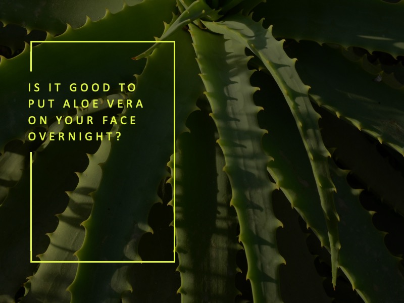 Benefits of Applying Aloe Vera on Your Face Overnight