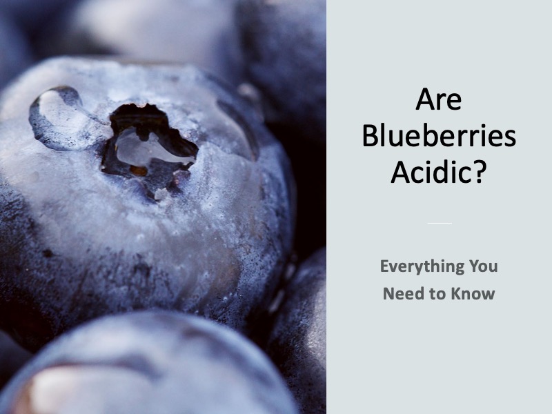 Are Blueberries Acidic? Everything You Need to Know